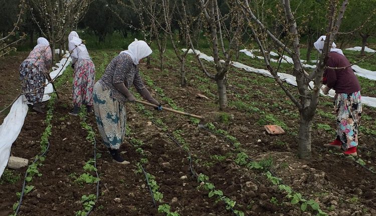 İznik'te taze fasulyelerin tohumları çıktı