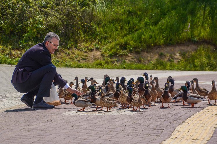 Belediye Başkanı Uluabat'taki ördekleri elleriyle besledi, doğa mesajı verdi