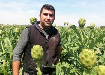 Enginarda kazanan aracı oldu; tarlada 1, pazarda 5 lira