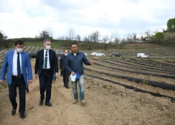 İnegöl yaban mersininin merkezi olacak