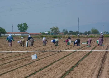 Karacabey’de bu yıl 1,3 milyon ton domates hasat edilecek