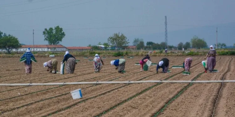 Karacabey’de bu yıl 1,3 milyon ton domates hasat edilecek