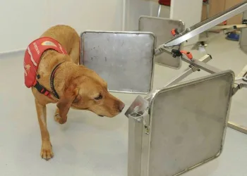 Köpekler koronavirüsün tespit edilmesinde kullanılabilir mi?