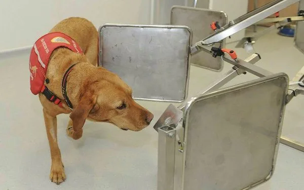 Köpekler koronavirüsün tespit edilmesinde kullanılabilir mi?