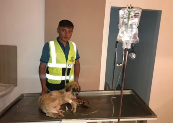 1 Hafta Boyunca Bacağı Parçalanmış Halde Aç Susuz Tedavi̇ Edi̇lmeyi̇ Bekledi̇