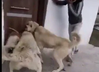 Sokak köpeğini kangal köpeklerine boğdurmaya çalışan kişiler gözaltına alındı