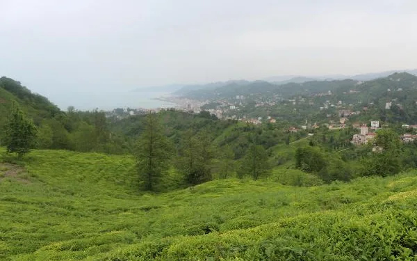 20 bin çay üreticisinin geleceği Rize’de, tedbirler üst seviyede