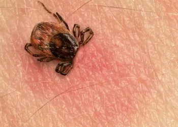 Sivas’ta ölümcül tehlike yeniden hortladı