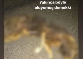 Sosyal medyada büyük tepki çekmişti! Yakalandı…