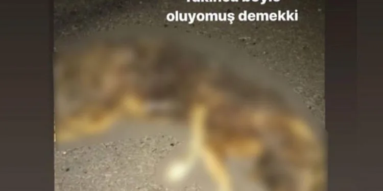 Sosyal medyada büyük tepki çekmişti! Yakalandı…