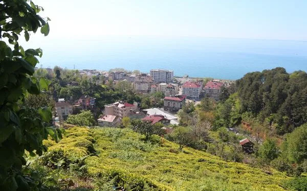 6 bin 900 TL maaşla, 2 bin çay işçisi arıyorlar