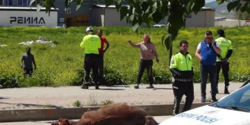 Bomboş yolda ata çarpıp öldürdü!