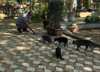 Osmangazi̇de sokak hayvanları düzenli̇ olarak besleni̇yor