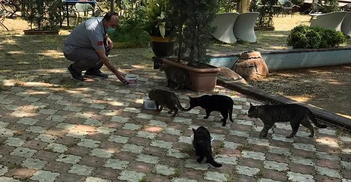 Osmangazi̇de sokak hayvanları düzenli̇ olarak besleni̇yor