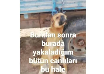 Köpeği̇ römorka asarak sosyal medyada paylaştı