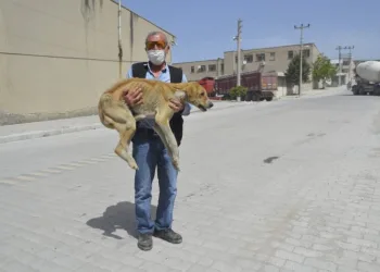 Açlıktan Ölmek Üzere Olan Hasta Köpek Barınağa Tesli̇m Edi̇ldi̇