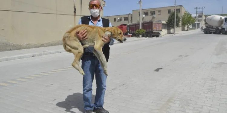 Açlıktan Ölmek Üzere Olan Hasta Köpek Barınağa Tesli̇m Edi̇ldi̇