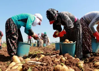 Adana’da turfanda patates hasadı devam ediyor