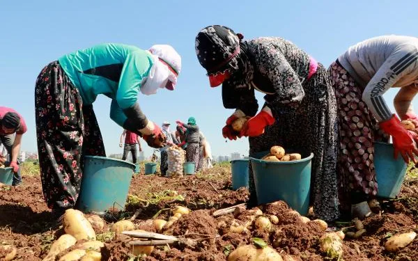 Adana’da turfanda patates hasadı devam ediyor