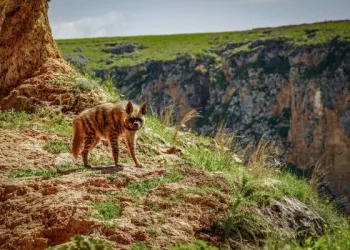 Adıyaman’da çizgili sırtlan görüntülendi