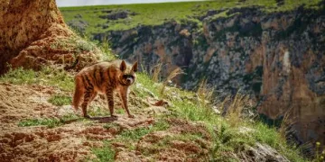 Adıyaman’da çizgili sırtlan görüntülendi
