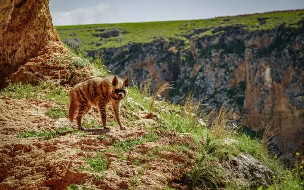 Adıyaman’da çizgili sırtlan görüntülendi
