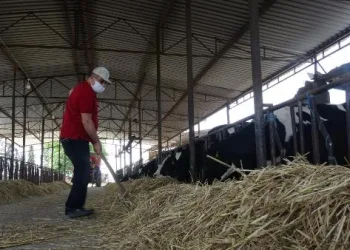 AK Parti’li Posacı, çiftliğinde tarım ve hayvancılık yapıyor
