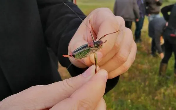 Akarca Ovası, çekirgelerden temizleniyor