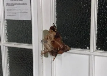 Almanya’da Irkçı Saldırı! Camiye domuz kafası astılar