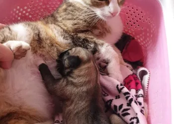 Anne kedi yavru köpeği emzirdi