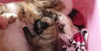Anne kedi yavru köpeği emzirdi