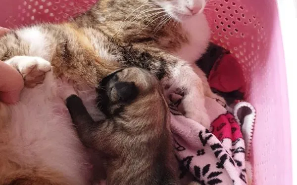 Anne kedi yavru köpeği emzirdi
