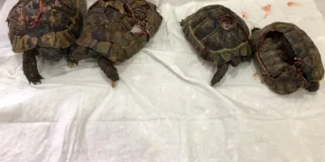Antalya’daki kaplumbağa katliamına soruşturma
