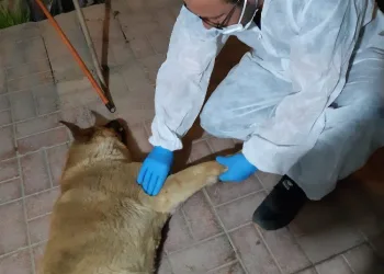 Aracın Çarptığı Köpek Tedavi̇ Altına Alındı