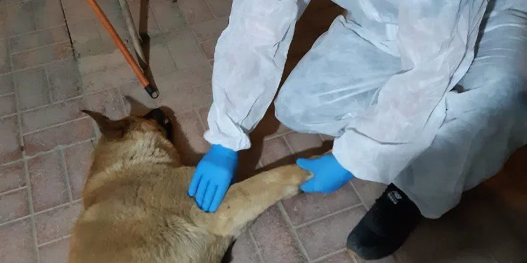 Aracın Çarptığı Köpek Tedavi̇ Altına Alındı