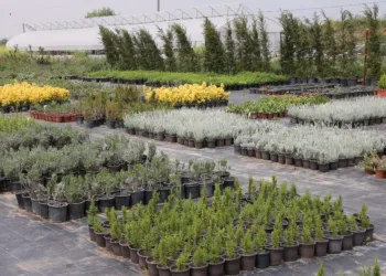 Aromati̇k Ve Tıbbi̇ Bi̇tki̇ler Borsası Büyükçekmecede Kuruluyor