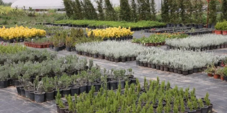 Aromati̇k Ve Tıbbi̇ Bi̇tki̇ler Borsası Büyükçekmecede Kuruluyor