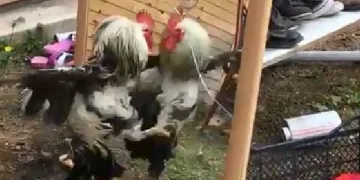 Aynadaki görüntüsüyle kavga etti