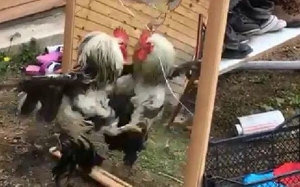 Aynadaki görüntüsüyle kavga etti