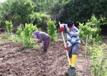 Balıkesir’de kısıtlamadan muaf çiftçiler üretime devam ediyor