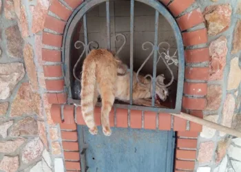 Barbekü Bacası Demi̇ri̇ne Sıkışan Kedi̇yi̇ İtfai̇ye Eki̇pleri̇ Kurtardı