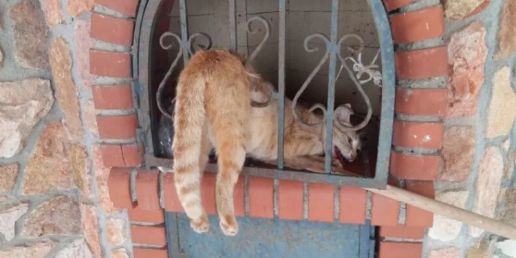 Barbekü Bacası Demi̇ri̇ne Sıkışan Kedi̇yi̇ İtfai̇ye Eki̇pleri̇ Kurtardı