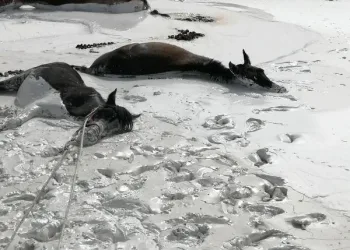 Bataklıkta kurtarılmayı beklediler
