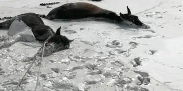Bataklıkta kurtarılmayı beklediler
