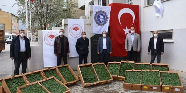 Bayburt’ta çiftçilere 80 bin fide dağıtılacak