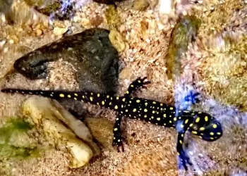 Bingöl’de, benekli Anadolu semenderleri görüldü
