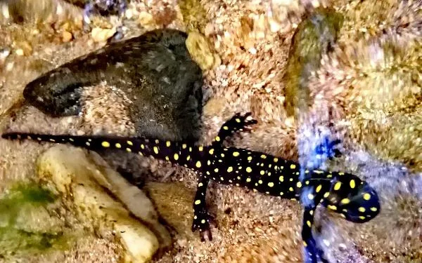 Bingöl’de, benekli Anadolu semenderleri görüldü