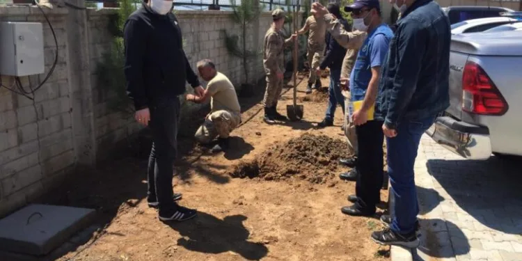 Bingöl’de Orman İşletmeden Fidan Dikimi