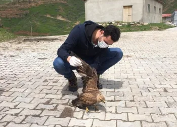 Bitlis’te Küçük Balaban kuşu ve Kızıl Şahin tedavi altına alındı