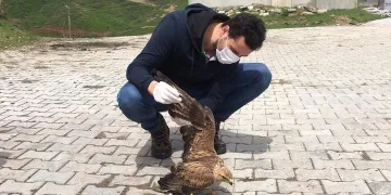 Bitlis’te Küçük Balaban kuşu ve Kızıl Şahin tedavi altına alındı